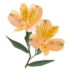 Alstroemeria — flat 2D vector artwork created in a clean, modern, and minimal style on white background.