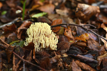 Ramaria stricta Upright Coral fungus growing among the leaves in forest