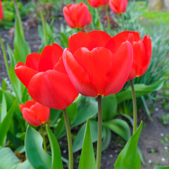 Vibrant Red Tulips Blooming in a Spring Garden Close-up