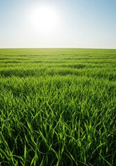 Fototapeta premium A wide, verdant grassland stretching to the horizon under bright natural light. The lush green grass blades sway gently in the breeze ,healthy ,soft ,nature