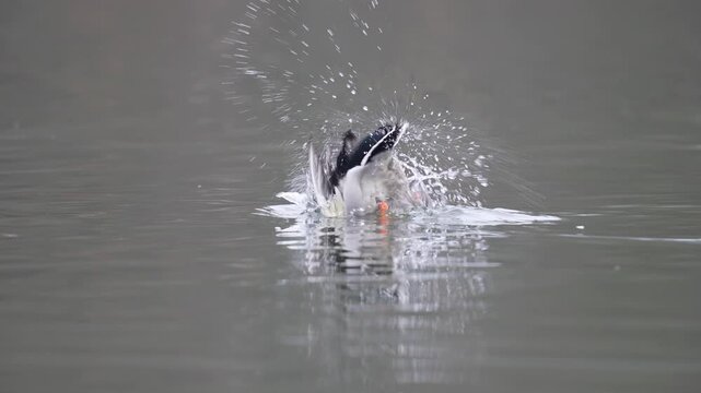 Stockente (Anas platyrhynchos), M&auml;nnchen, baden, Teich 