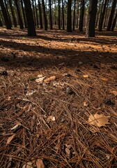 Fototapeta premium Extremely dry forest floor covered in brittle brown pine needles and fallen leaves, indicating severe drought and high risk of wildfire, heat, ecology, brown