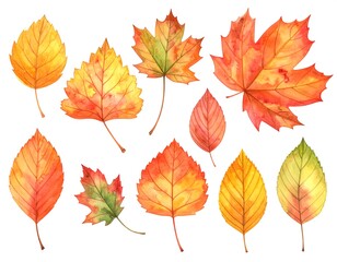 Fototapeta premium Watercolor Autumn Leaves Collection - Vibrant Fall Foliage Illustration.