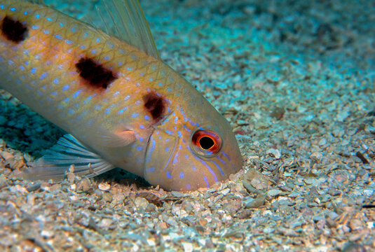 A Goatfish forages coral rubble for food