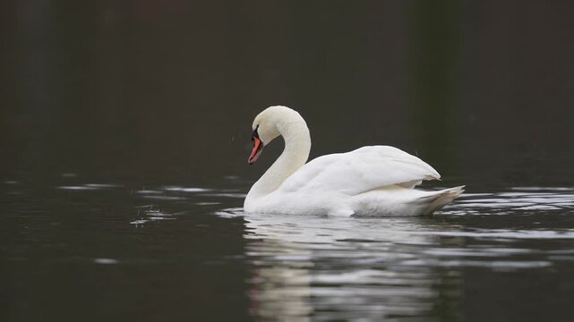 H&ouml;ckerschwan, H&ouml;ckerschwan (Cygnus olor), schwimmen, Teich