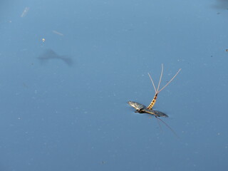 Mayfly / Mayflies / Shadfly / Shadflies Insect on clear water with reflection