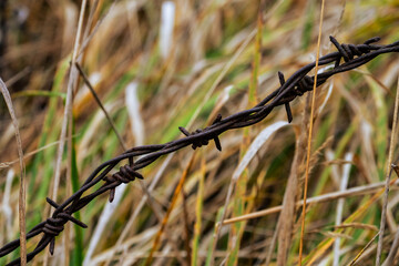 Close-up of rusty barbed wire against blurred dry grass background, symbol of restriction,...
