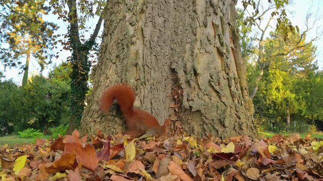 Eurasisches Eichh&ouml;rnchen, (Sciurus vulgaris), Park, Baum, Herbst