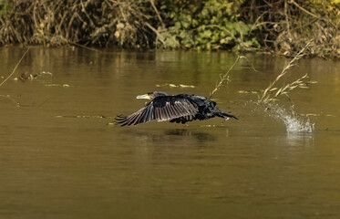 Cormorant in flight over the water