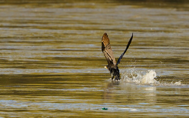 Cormorant in flight over the water