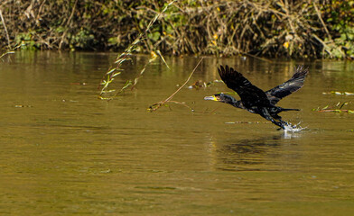 Cormorant in flight over the water