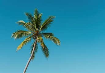 Obraz premium A serene tropical scene featuring a graceful palm tree swaying gently against a clear blue sky, evoking a peaceful getaway ideal for relaxation ,natural ,water ,idyllic
