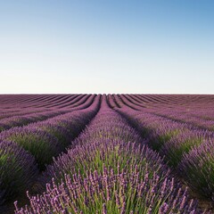 Fototapeta premium A serene view of vast lavender fields under a bright, clear sky. The fragrant purple blooms stretch endlessly, inviting tranquility and natural beauty ,aroma ,flower ,scenic