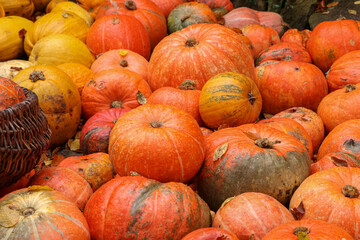 background with many large ripe pumpkins, basket of vines. Pumpkin harvest in basket, vegetables,...
