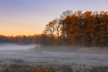Golden Hour Mist in the Autumn Woods, Pszczyna, Poland