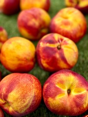 gros plan sur des nectarines jaunes chez un producteur bio