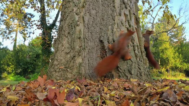 Eurasisches Eichh&ouml;rnchen, (Sciurus vulgaris), Park, Baum, Herbst