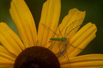 Lynx spider on a black eyed susan flower