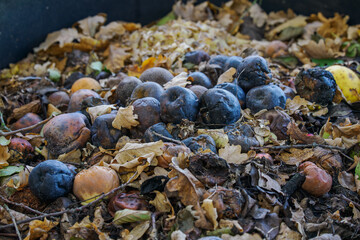 Black rotting apples on compost with leaves.
