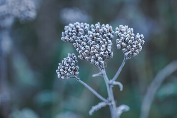 Frost on a withered yarrow flower outdoors in nature.  © lapis2380