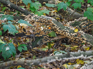 Close-up of small brown leaves decomposing fallen tree trunks on the ground.
