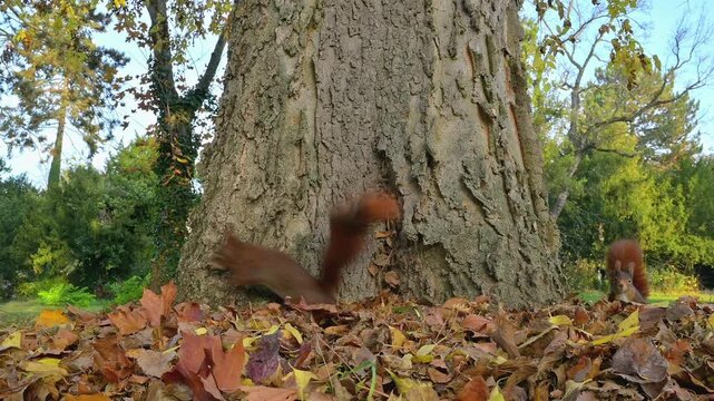 Eurasisches Eichh&ouml;rnchen, (Sciurus vulgaris), Park, Baum, Herbst