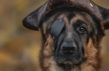 Dog portrait as pirate in hat, Jack Sparrow