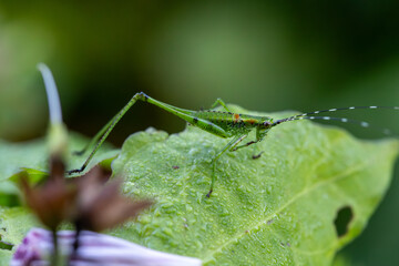 Katydid or long horned grasshopper on a wet leaf