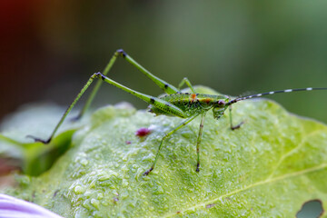 Katydid or long horned grasshopper on a wet leaf