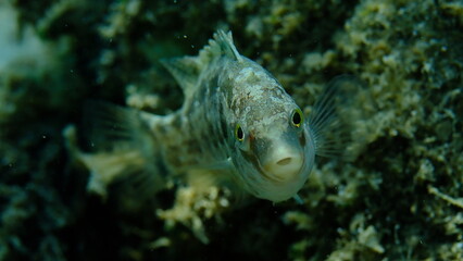 Obraz premium Grey wrasse (Symphodus cinereus) close-up undersea, Aegean Sea, Greece, Halkidiki, Pirgos beach 