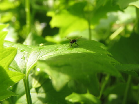 Fly on green leaf with water droplets