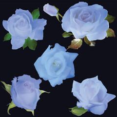 five bright blue rose blooms on black