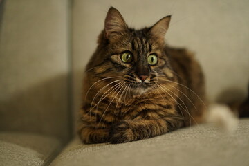 Fluffy brown tabby cat sitting on a sofa looking up curiously