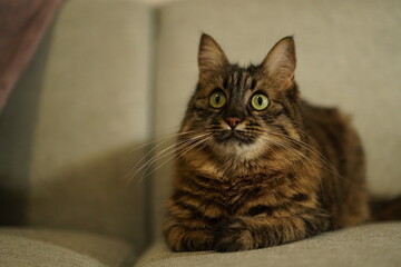 Obraz premium Fluffy brown tabby cat sitting on a sofa looking up curiously