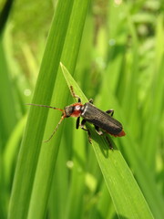 Soldier Beetle (Cantharis livida) climbing a green leaf