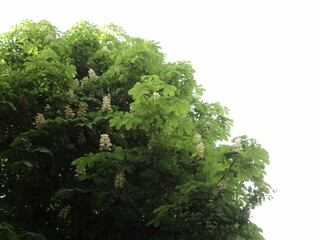  Chestnut tree in the garden