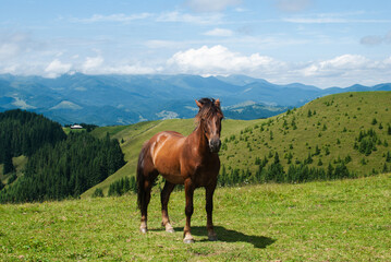 A majestic brown horse is captured standing calmly in the foreground of a vast, sunny Carpathian landscape in Ukraine, with gentle green slopes and distant mountains beneath a bright summer sky