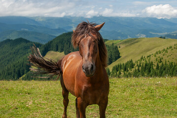 A majestic brown horse is captured standing calmly in the foreground of a vast, sunny Carpathian landscape in Ukraine, with gentle green slopes and distant mountains beneath a bright summer sky