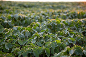 A detailed shot capturing rows of healthy, vibrant green soybean plants with visible water droplets on the leaves, extending into the distance under the warm, gentle glow of the early morning sun