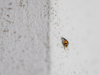 An orange ladybug on the side wall of a white plaster.
