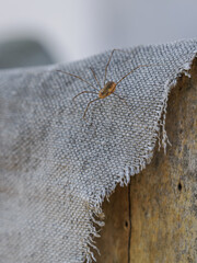 A long-legged spider on grey fabric.
