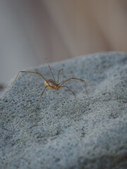 A long-legged spider on grey fabric.
