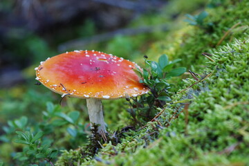 fly agaric mushroom in forest 