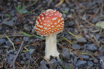 The vertical photo of fly mushroom.