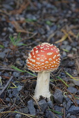 The horizontal photo of fly mushroom.