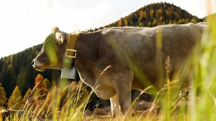 a dairy cow in the alps 4k 25fps with audio