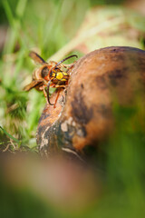A hornet feeding on a fallen rotting apple.
