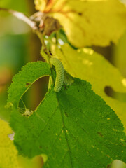 Pollen catkins on a hazel twig.
