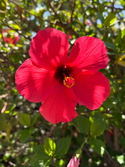 red hibiscus flower