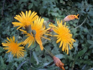 Beautiful orange flowers